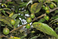 Ficus heterophylla